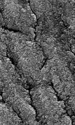 030 Transbond L-Pop (SEP)